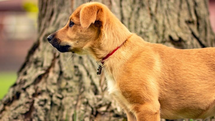 Foto: volwassen hond ras Chinook