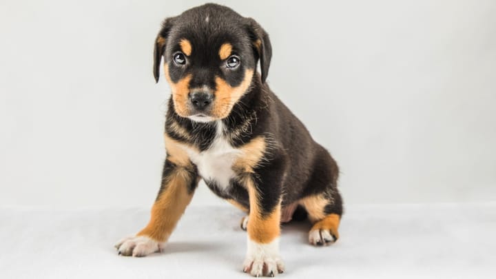 Photo : chien adulte de race Borador
