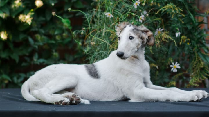 Foto: volwassen hond ras Borzoi