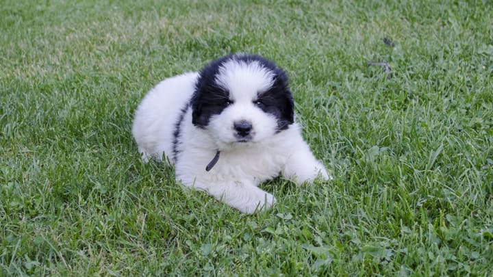 Foto: erwachsener Hund der Rasse Tornjak
