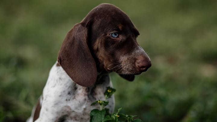 Foto: erwachsener Hund der Rasse Bracco Italiano