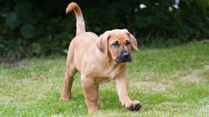 Foto: erwachsener Hund der Rasse Broholmer