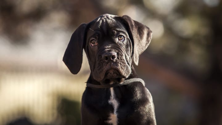 Photo : chien adulte de race Cane Corso