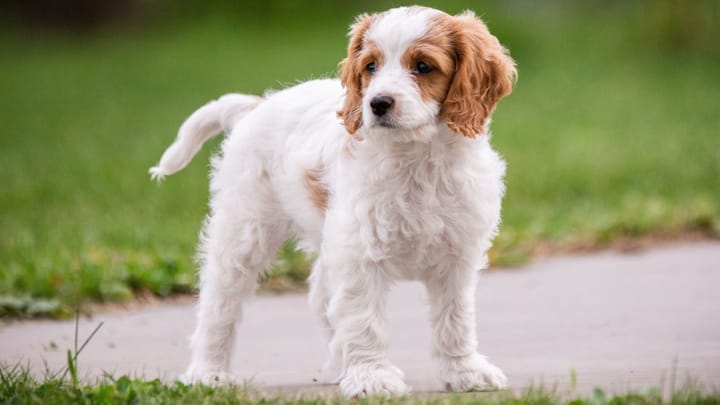 Photo : chien adulte de race Cavachon