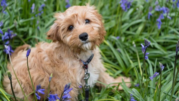 Photo : chien adulte de race Cavapoo
