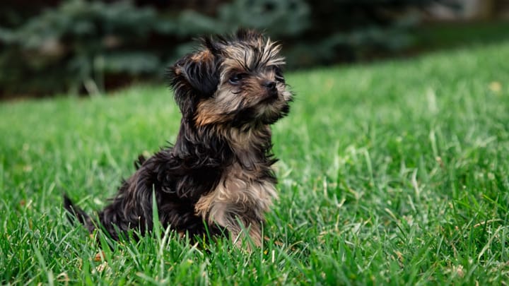 Foto: cane adulto di razza Morkie