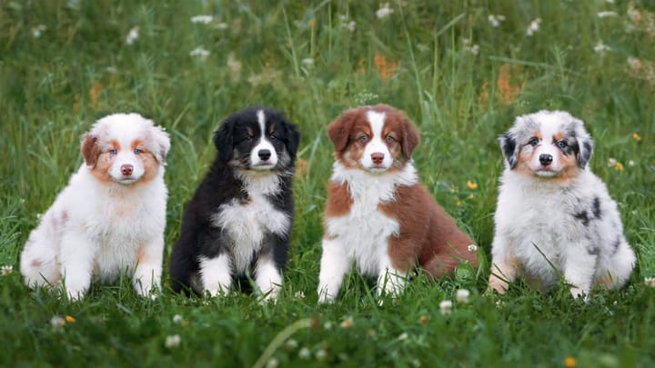 Foto: erwachsener Hund der Rasse Australian Shepherd