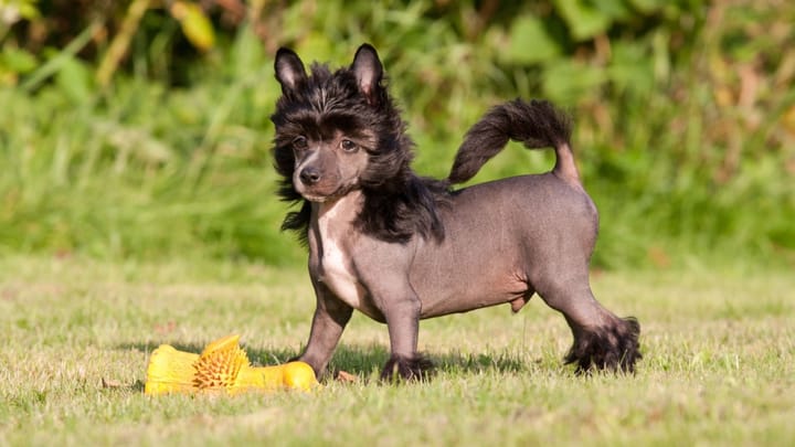 Foto: cane adulto di razza Chinese Crested Dog