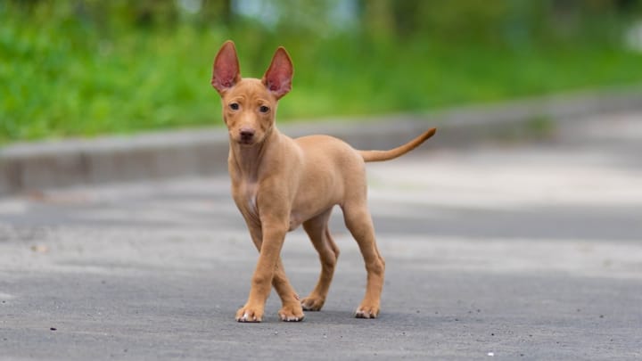 Foto: erwachsener Hund der Rasse Cirneco Dell'Etna