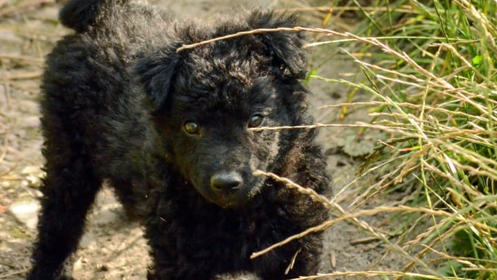 Foto: cane adulto di razza Pastore croato