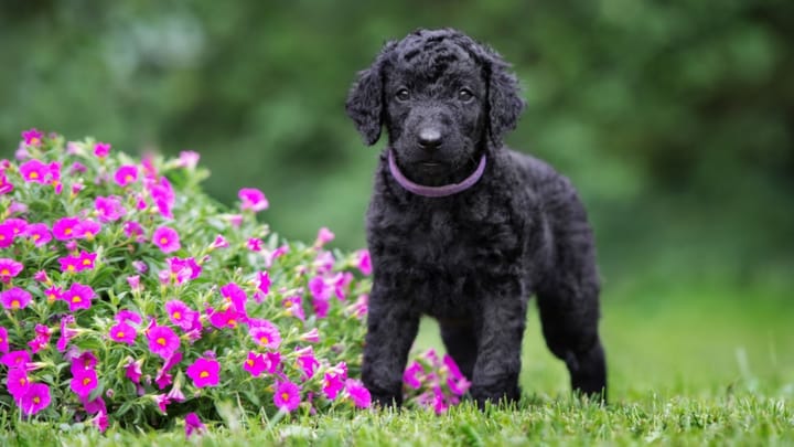Foto: erwachsener Hund der Rasse Curly Coated Retriever