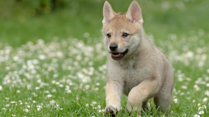 Foto: volwassen hond ras Tsjechoslowaakse Wolfhond