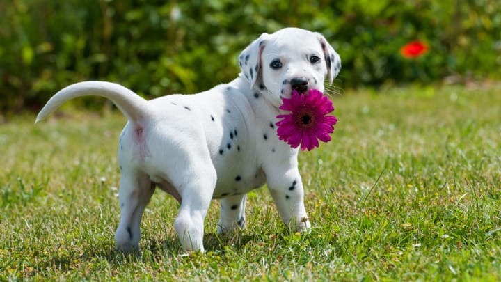 Photo : chien adulte de race Dalmatien