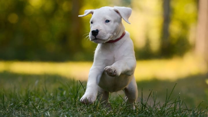 Zdjęcie: dorosły pies rasa Dog argentyński