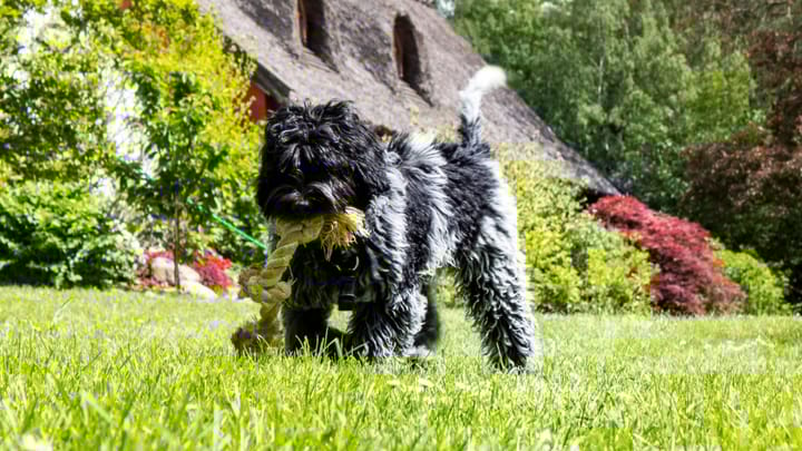 Photo : chien adulte de race Schapendoes néerlandais