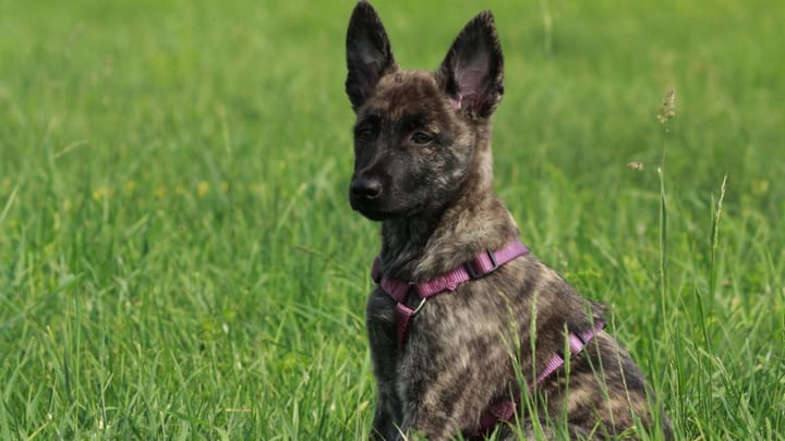 Foto: erwachsener Hund der Rasse Holländischer Schäferhund