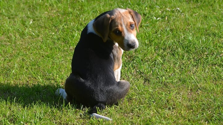 Foto: cane adulto di razza Foxhound
