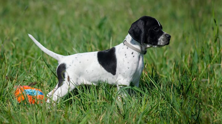 Foto: volwassen hond ras Engelse Pointer