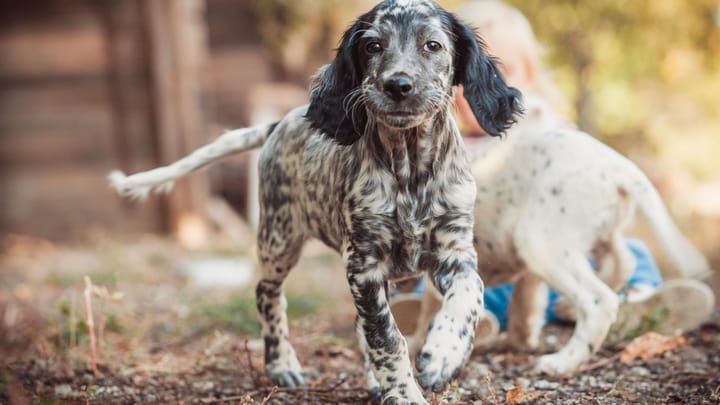 Photo: adult dog of English Setter breed