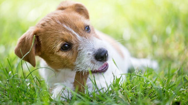 Foto: erwachsener Hund der Rasse Jack Russell Terrier