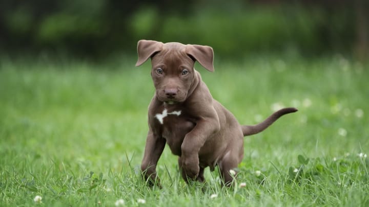 Foto: volwassen hond ras Pitbull