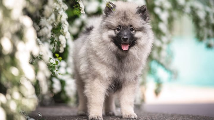 Foto: volwassen hond ras Keeshond
