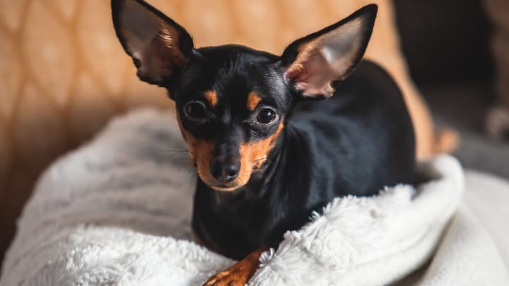 Foto: volwassen hond ras Engelse Toy Terrier