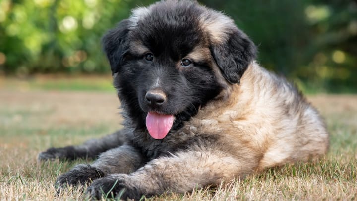 Foto: cane adulto di razza Cane da Sierra di Estrela