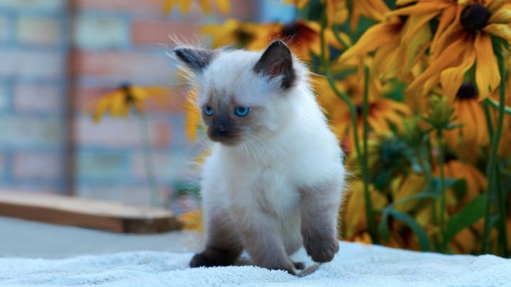 Foto: volwassen kat ras Balinees