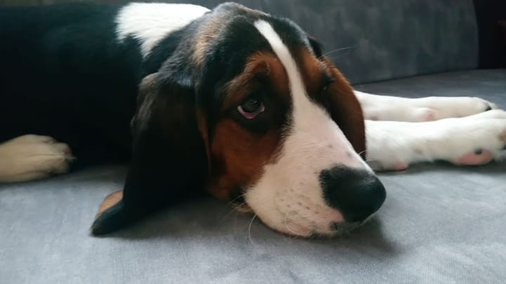 Foto: volwassen hond ras Finse brak