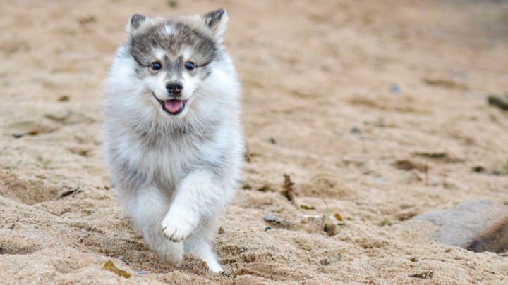 Foto: erwachsener Hund der Rasse Finnischer Lapphund