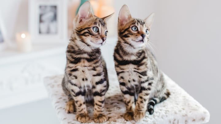 Photo: adult cat of Bengal breed
