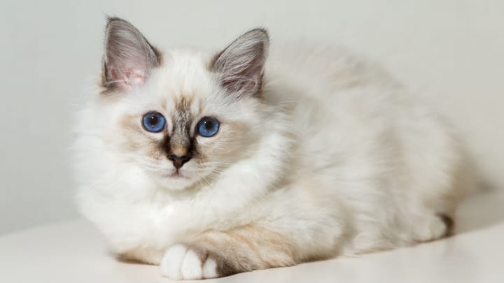 Photo : chat adulte de race Birman
