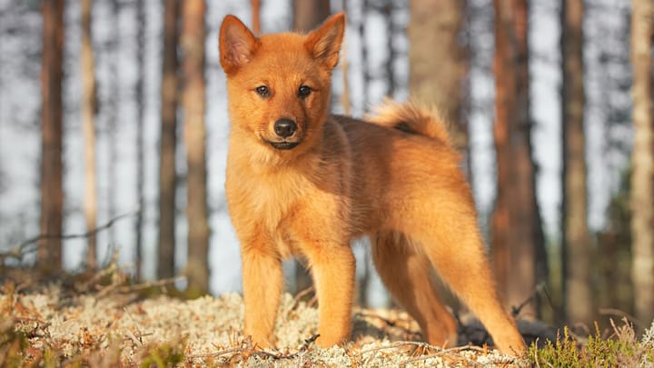 Foto: erwachsener Hund der Rasse Finnischer Spitz