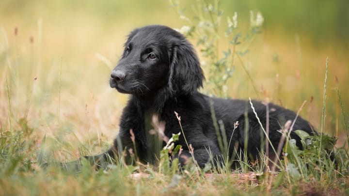 Foto: erwachsener Hund der Rasse Flat Coated Retriever