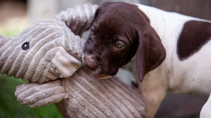 Foto: volwassen hond ras Braque Français
