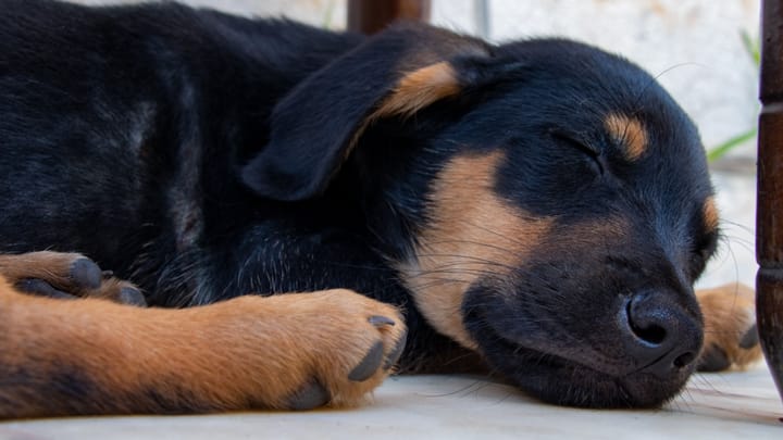 Foto: volwassen hond ras Sheprador