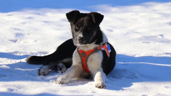 Foto: erwachsener Hund der Rasse Border Collie-Husky-Mix: Borsky