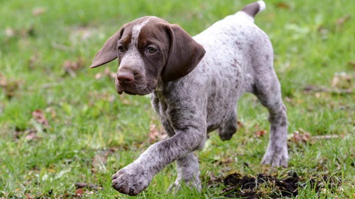 Foto: erwachsener Hund der Rasse Deutsch Kurzhaar