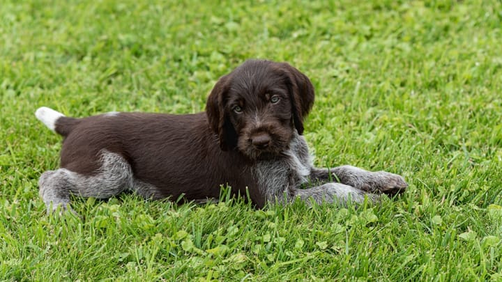 Photo : chien adulte de race Braque allemand à poil dur