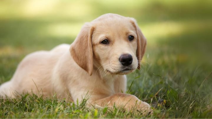 Photo: adult dog of Goldador breed