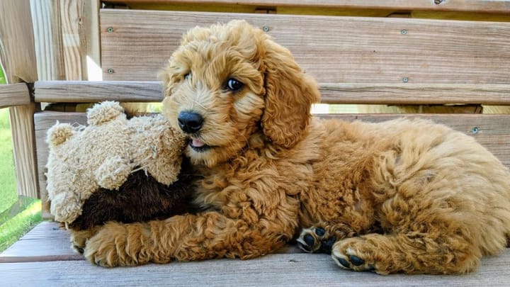 Photo : chien adulte de race Goldendoodle