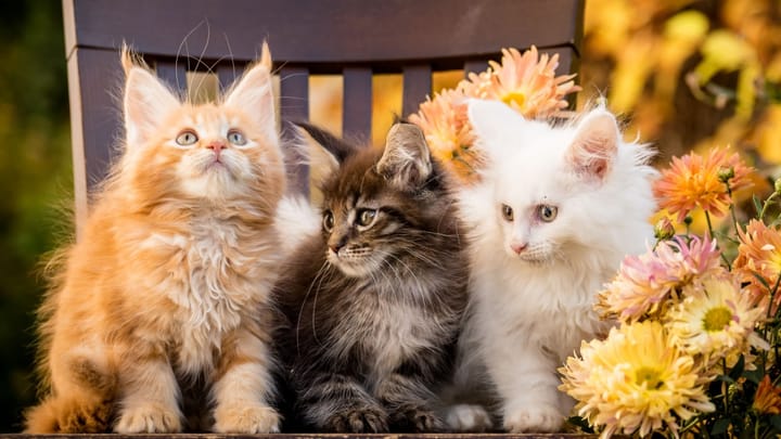 Foto: gatto adulto di razza Maine Coon