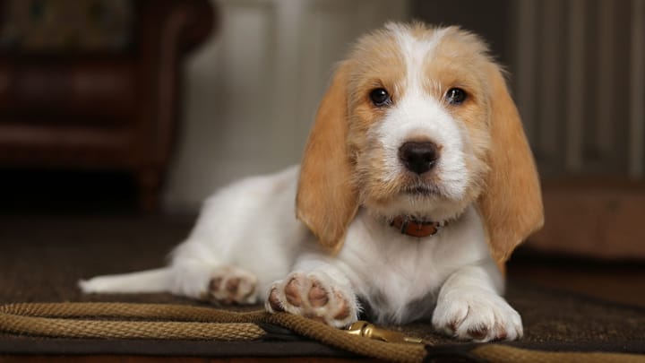 Foto: erwachsener Hund der Rasse Grand Basset Griffon Vendeen