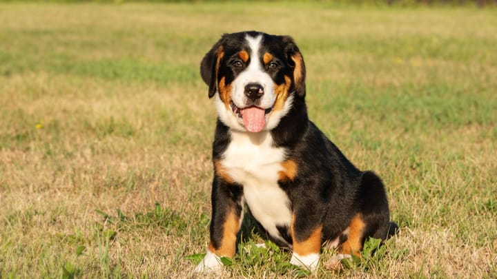 Foto: erwachsener Hund der Rasse Großer Schweizer Sennenhund