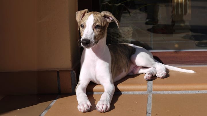 Foto: erwachsener Hund der Rasse Greyhound