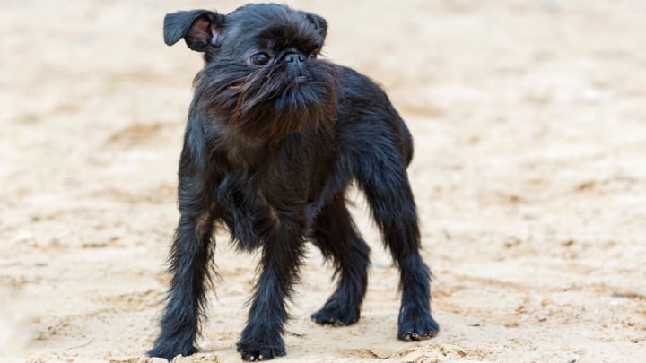 Foto: cane adulto di razza Griffone belga