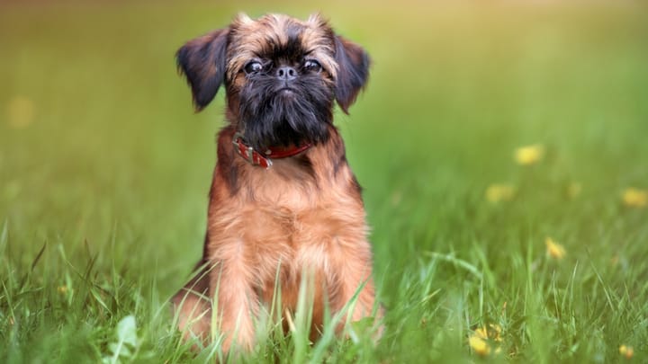 Foto: erwachsener Hund der Rasse Brüsseler Griffon