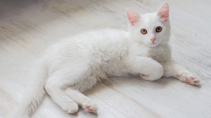 Foto: volwassen kat ras Turkse Angora