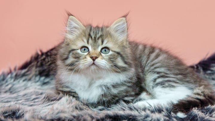 Foto: volwassen kat ras Siberische kat